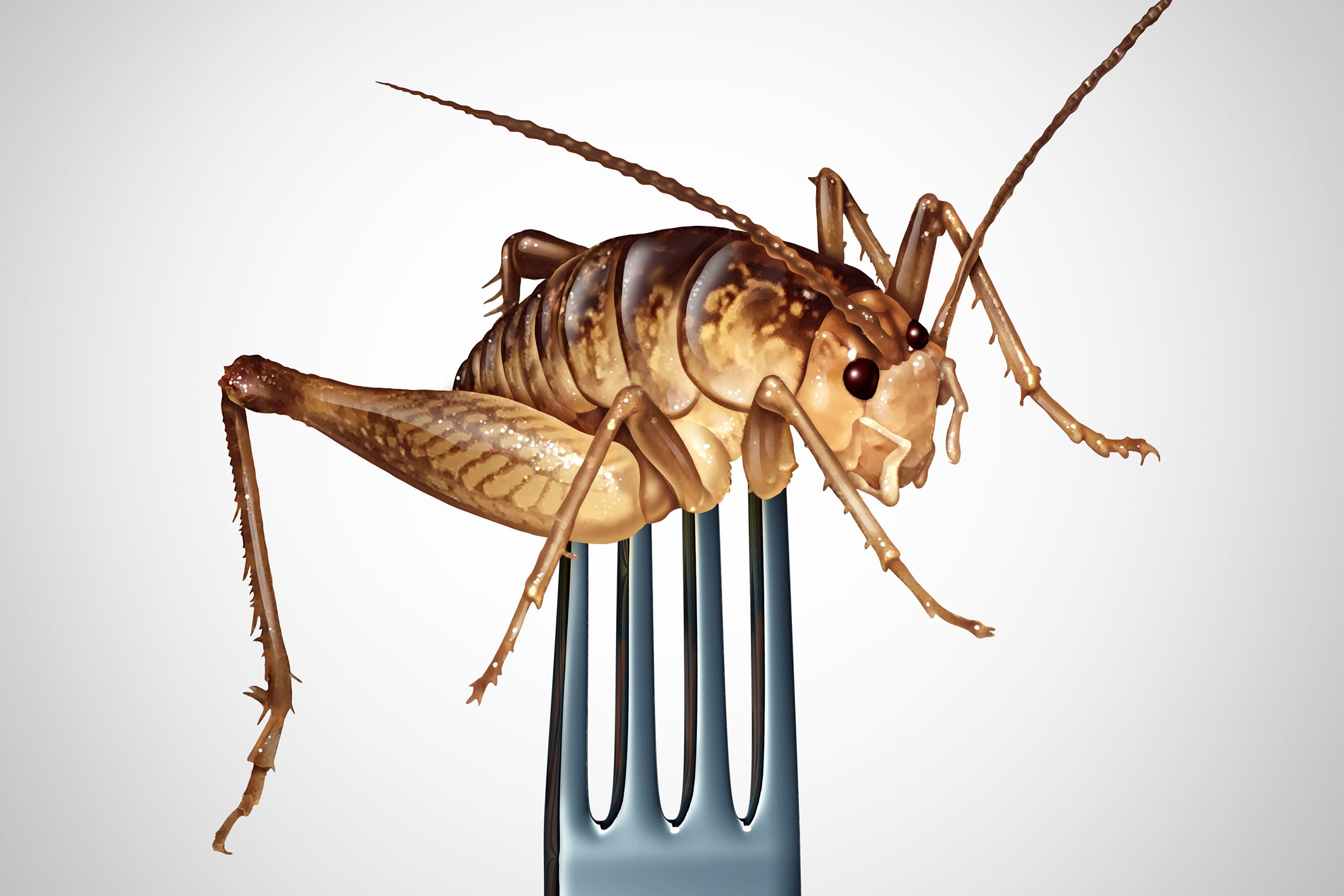 Des insectes pour nourrir la planète