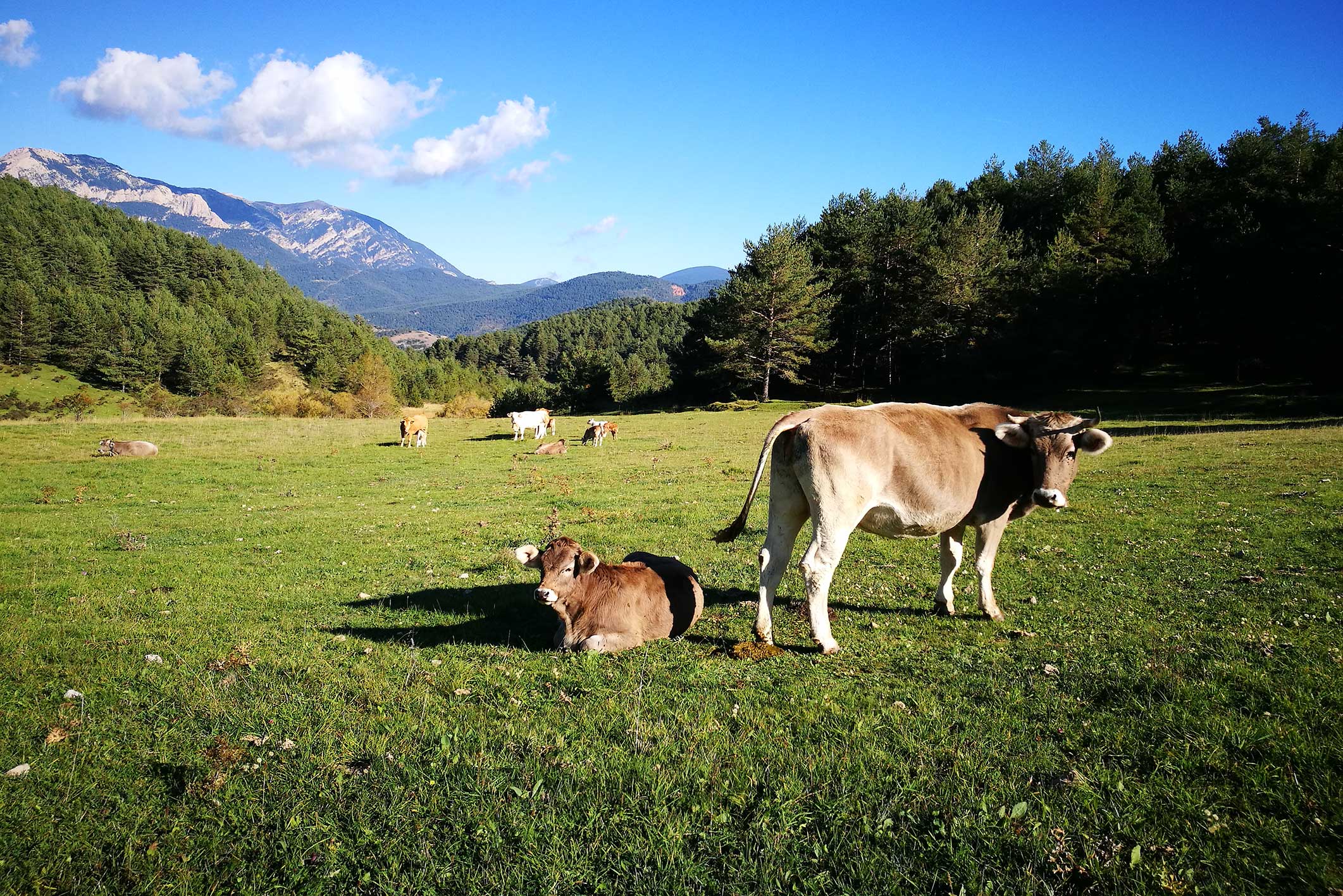 Renewal of a project to fight bovine tuberculosis in the Pyrenees |  Handles