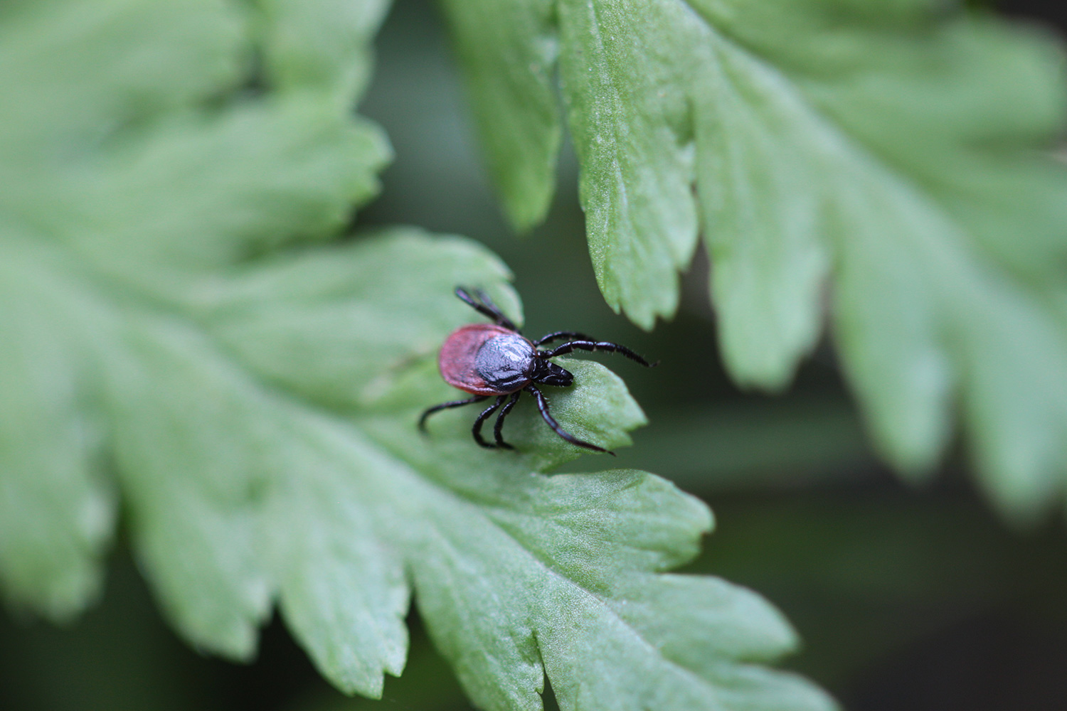 Tick ​​Ixodes ricinus: first synthesis of French data |  Handles