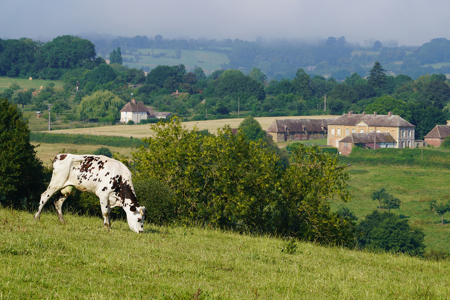 Mycoplasma bovis bacteria: the majority subtype in France actually hides two lineages |  Handles