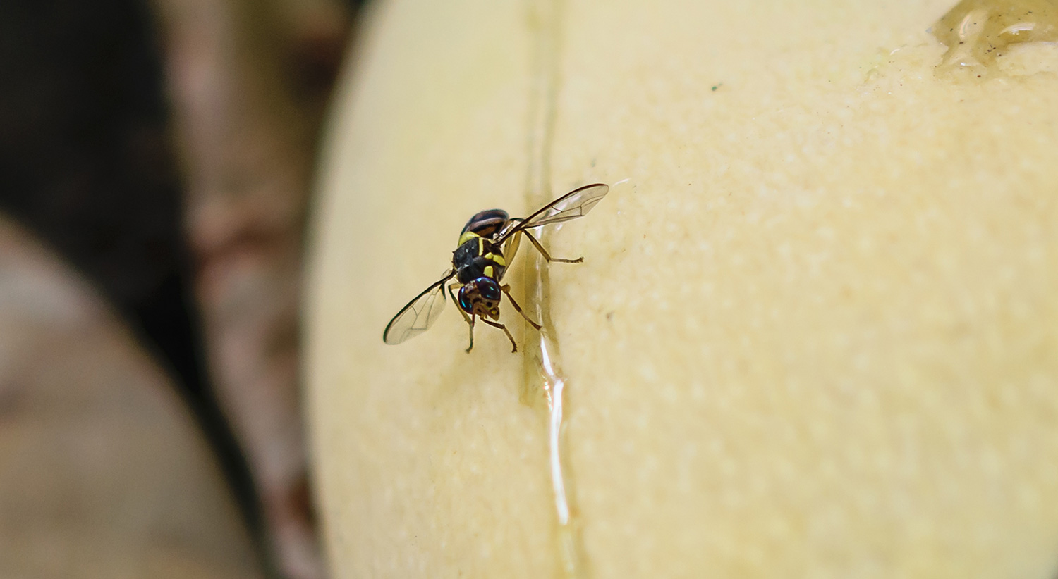 Oriental fruit fly: strengthen surveillance to prevent its establishment in France |  Handles