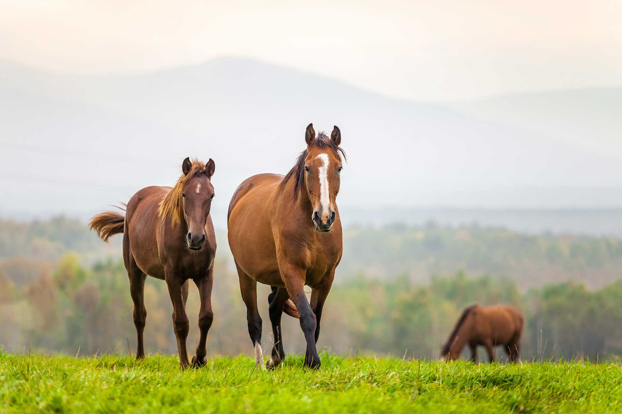 Discovery of triple resistance to equine antiparasitic drugs