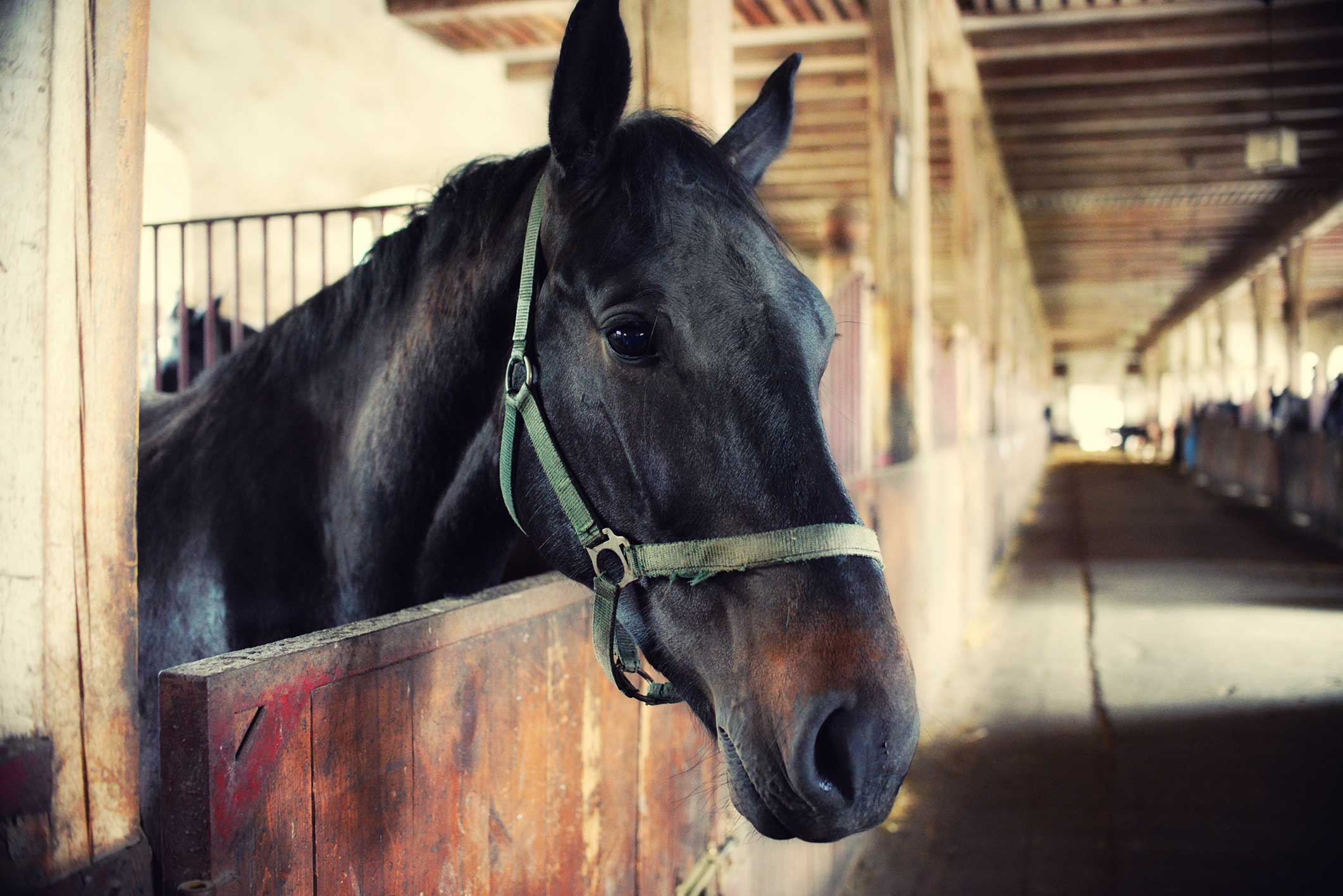 Equine Antiparasites: Taking the Right Response | Hands-on