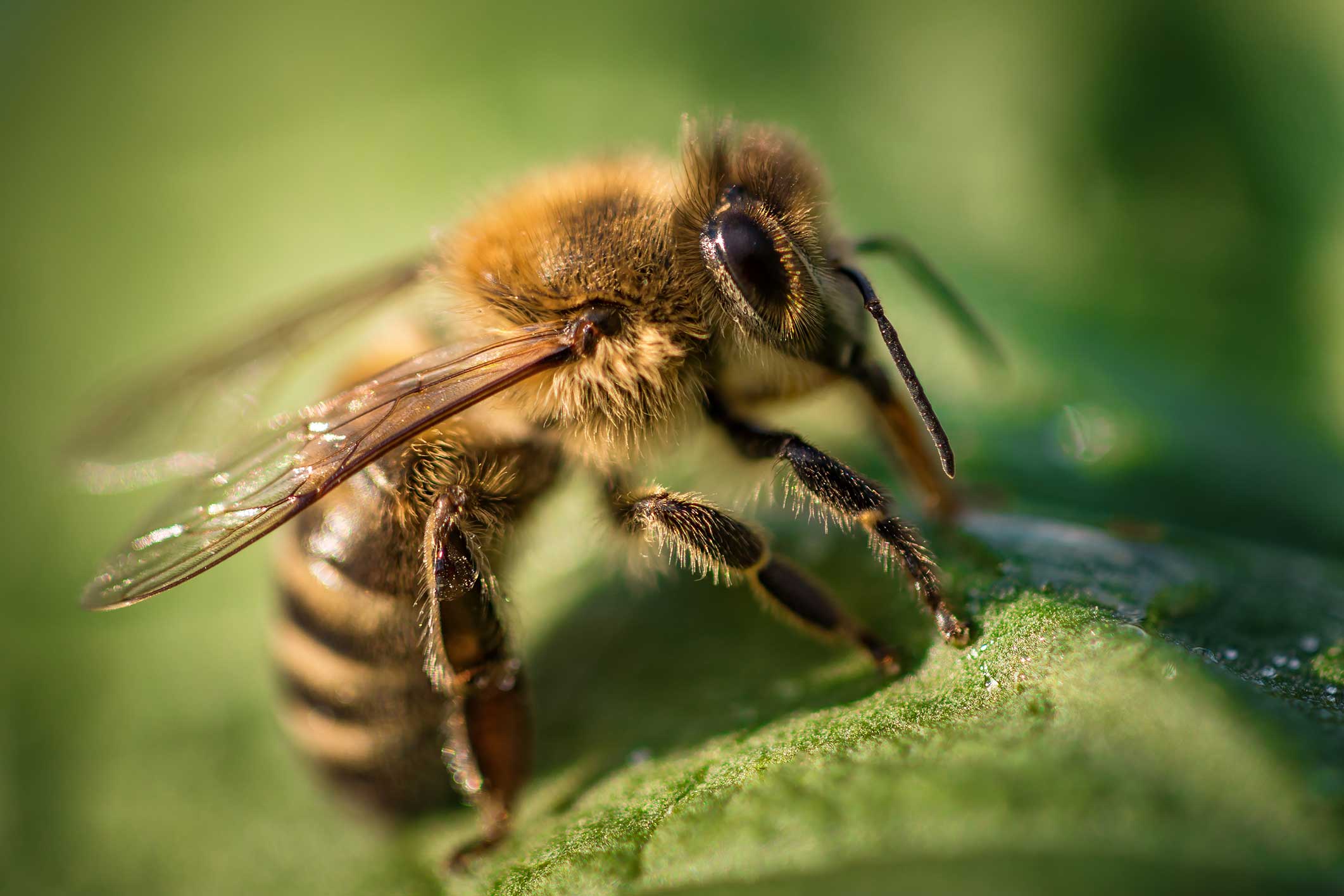 Pathogen transmission between pollinators