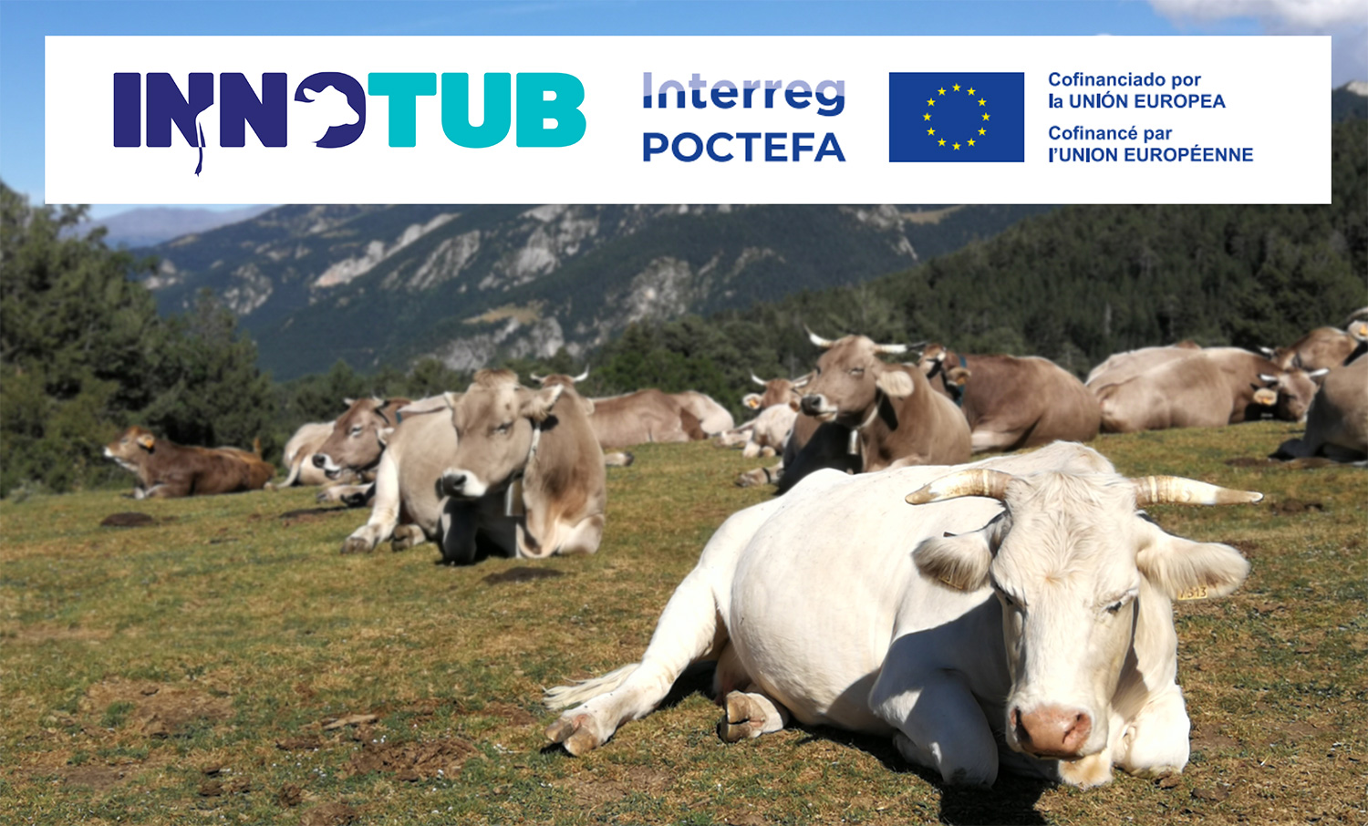 Reigniting the Battle Against Bovine Tuberculosis in the Pyrenees: An ANSES Initiative