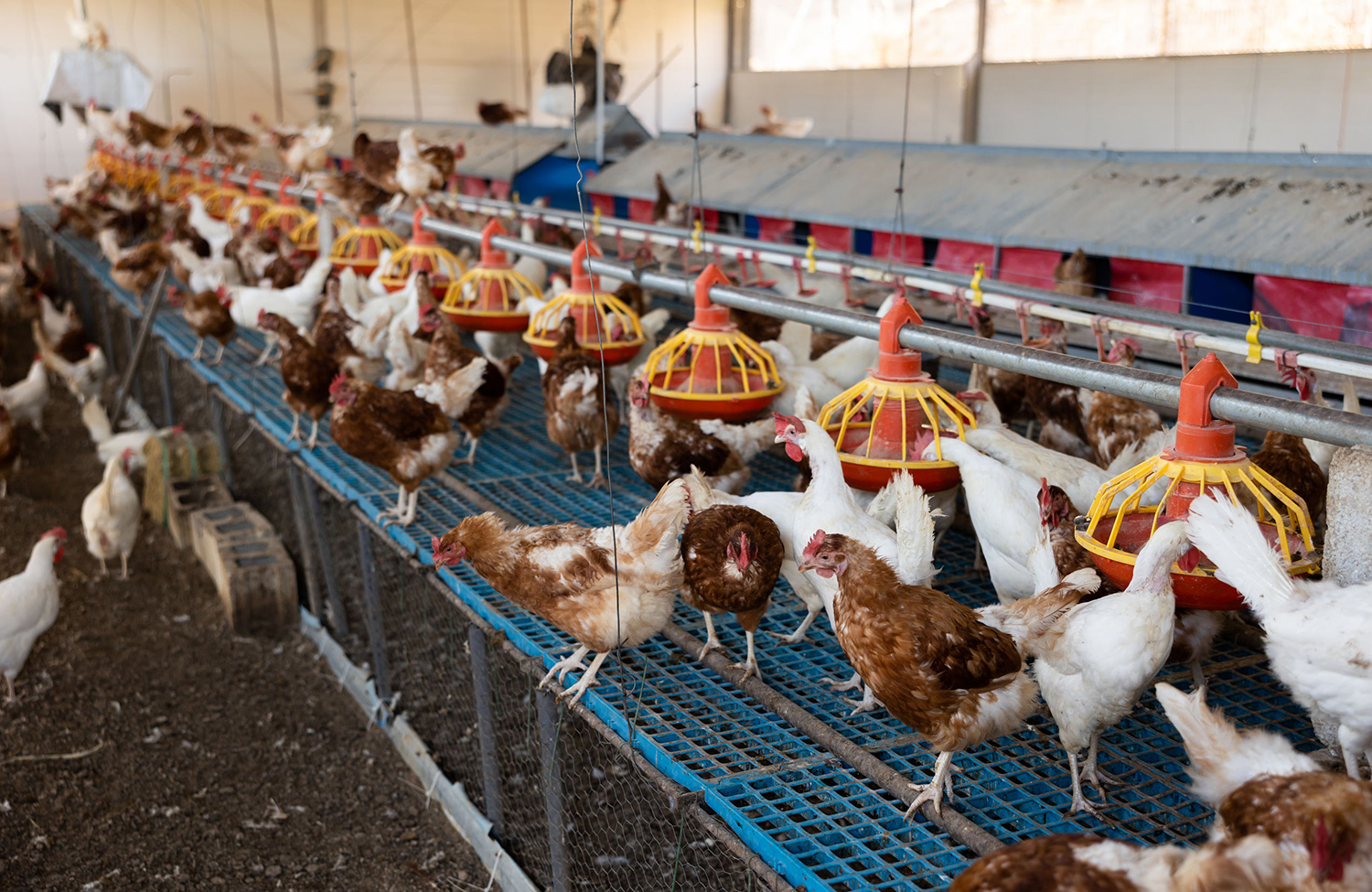 A information to monitoring the unfold of latest Campylobacter species