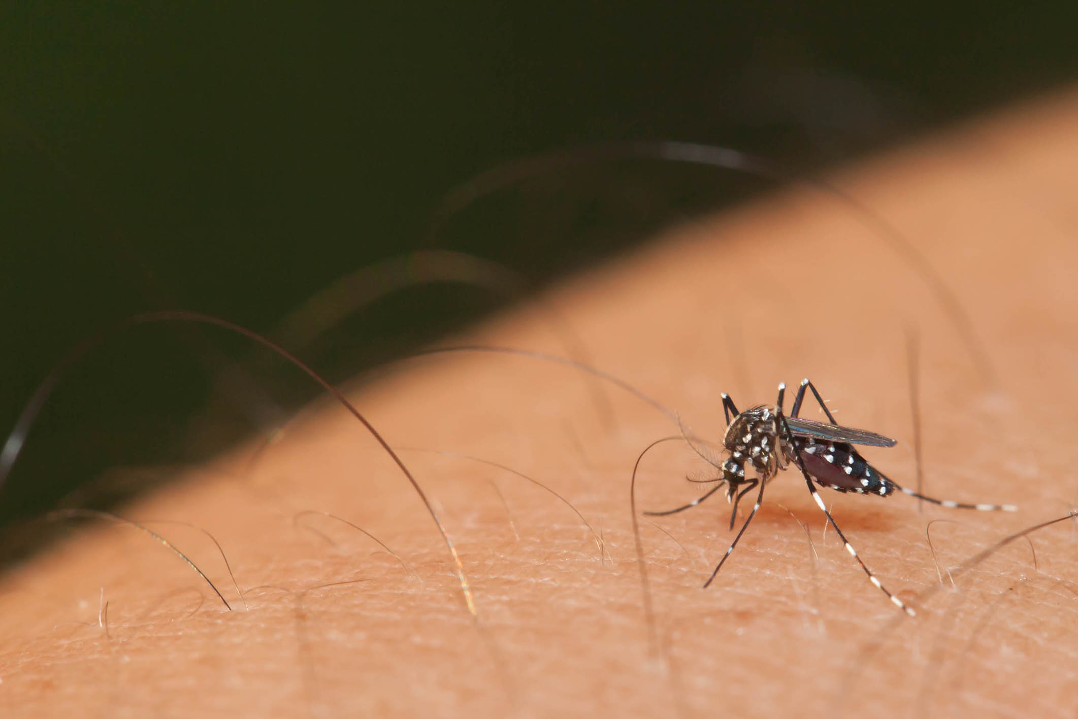 Unveiling the Dangers: The Threat of Diseases Carried by the Tiger Mosquito