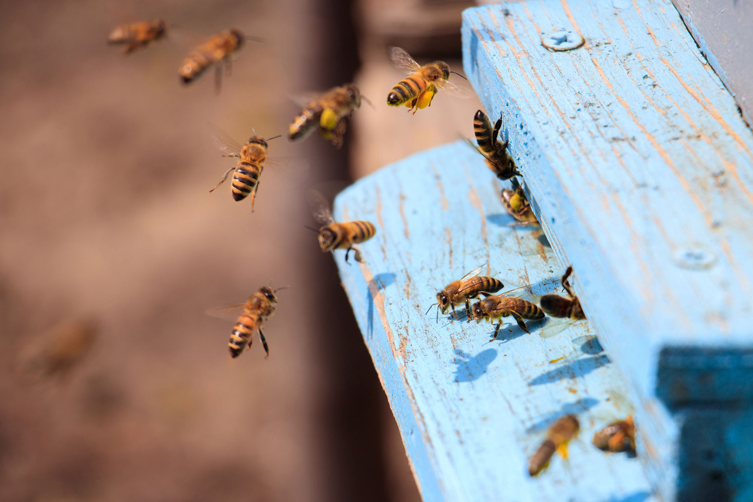 Decoding the Enigma: Genetic Discoveries Behind the Invasion of Small Hive Beetles on Reunion Island