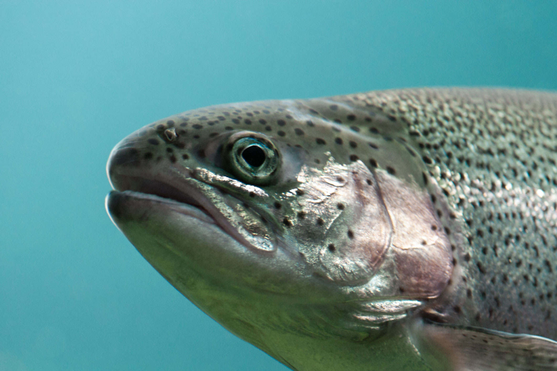 Certain glyphosate-based products could reduce the immunity of trout before reproduction |  Handles