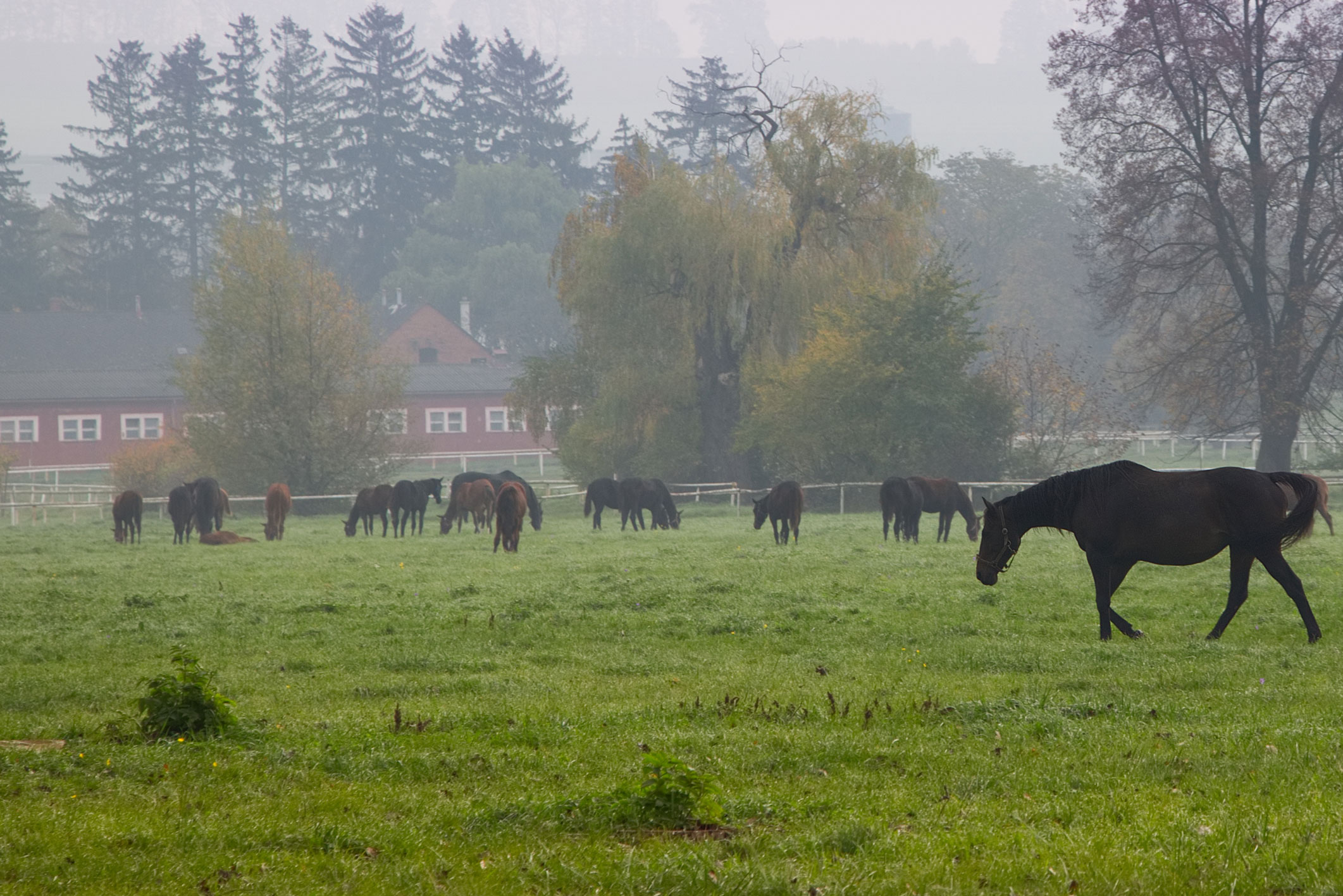 ANSES named international reference laboratory for contagious equine metritis |  Handles