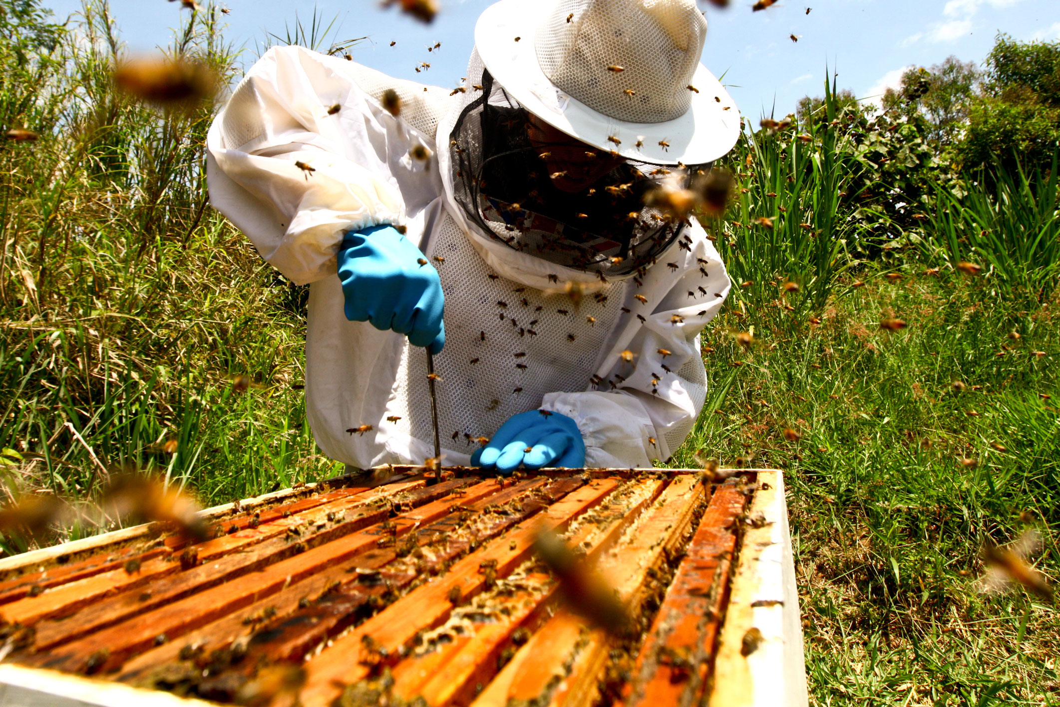 A new method to monitor the spread of a deadly disease for bees |  Handles