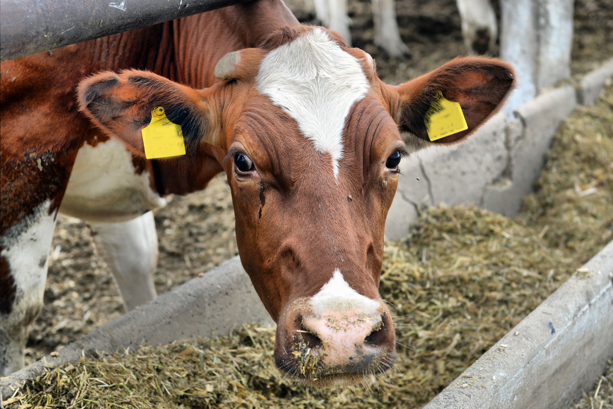 Ingestion of metal debris by cows: how can we better prevent the risks?  |  Handles