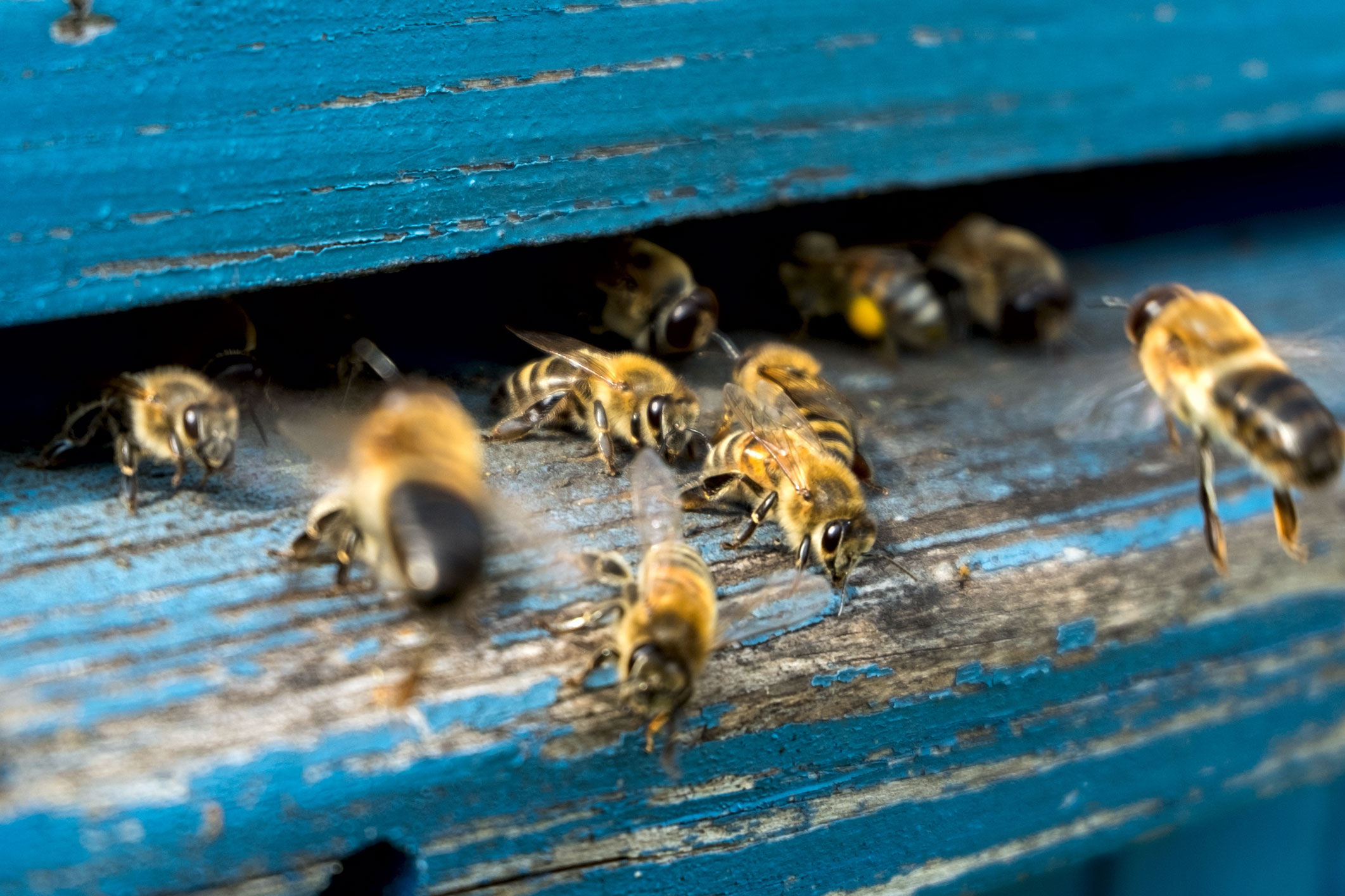 Bee health: an update on the latest research |  Handles