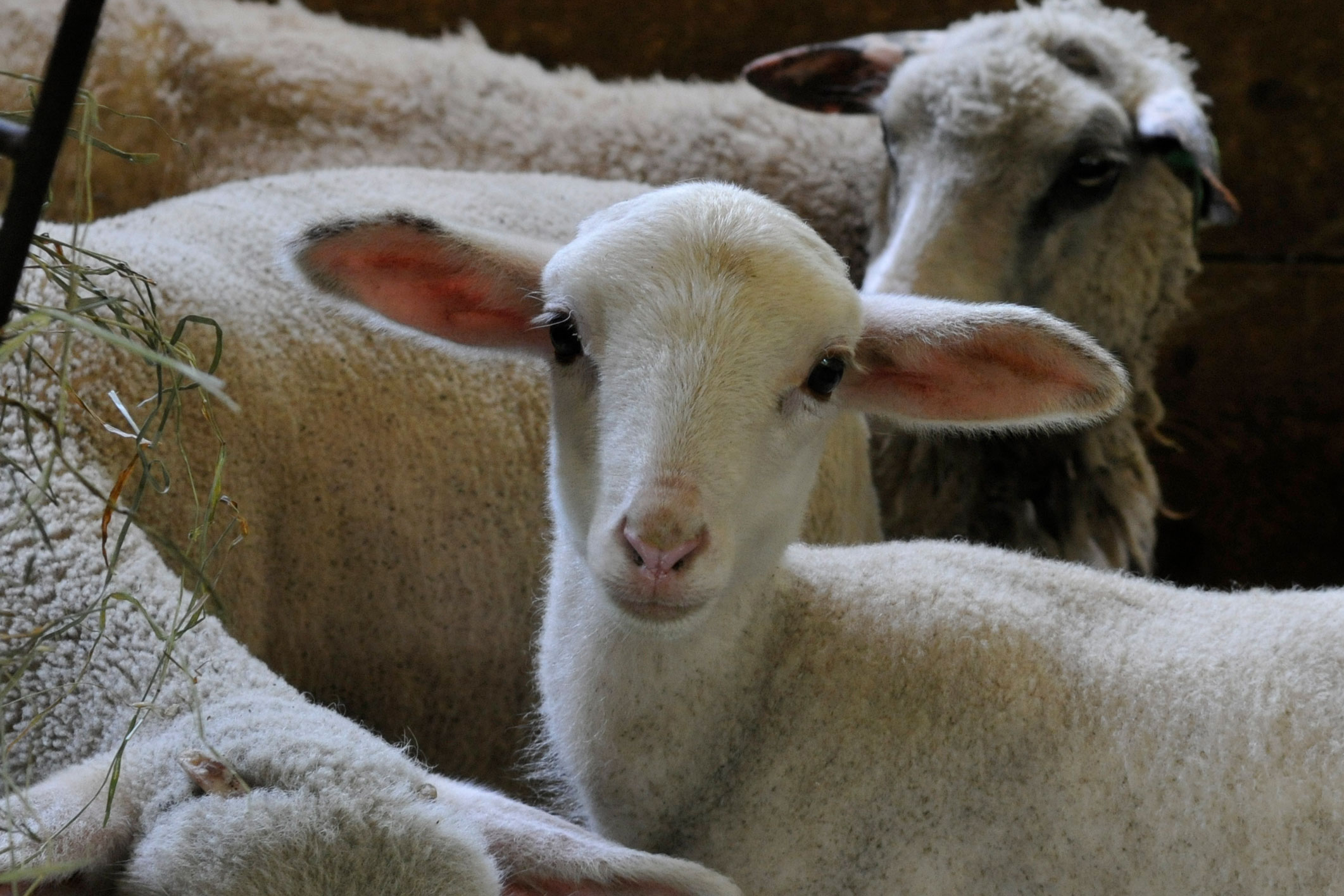 5 questions about sheep catarrhal fever (FCF) or bluetongue | Ancestry