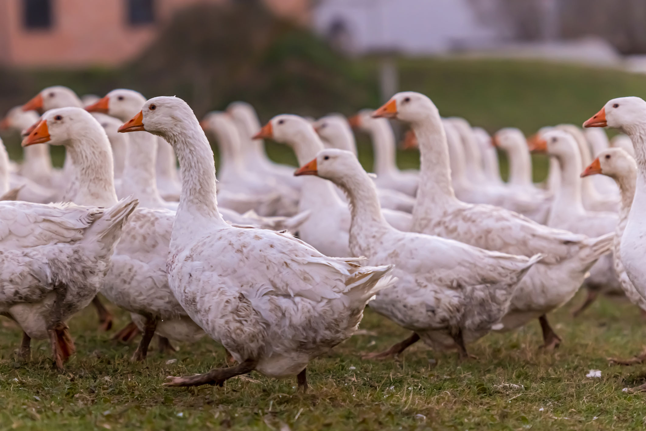 Influenza_Aviaire.jpg | Anses - Agence nationale de sécurité sanitaire ...