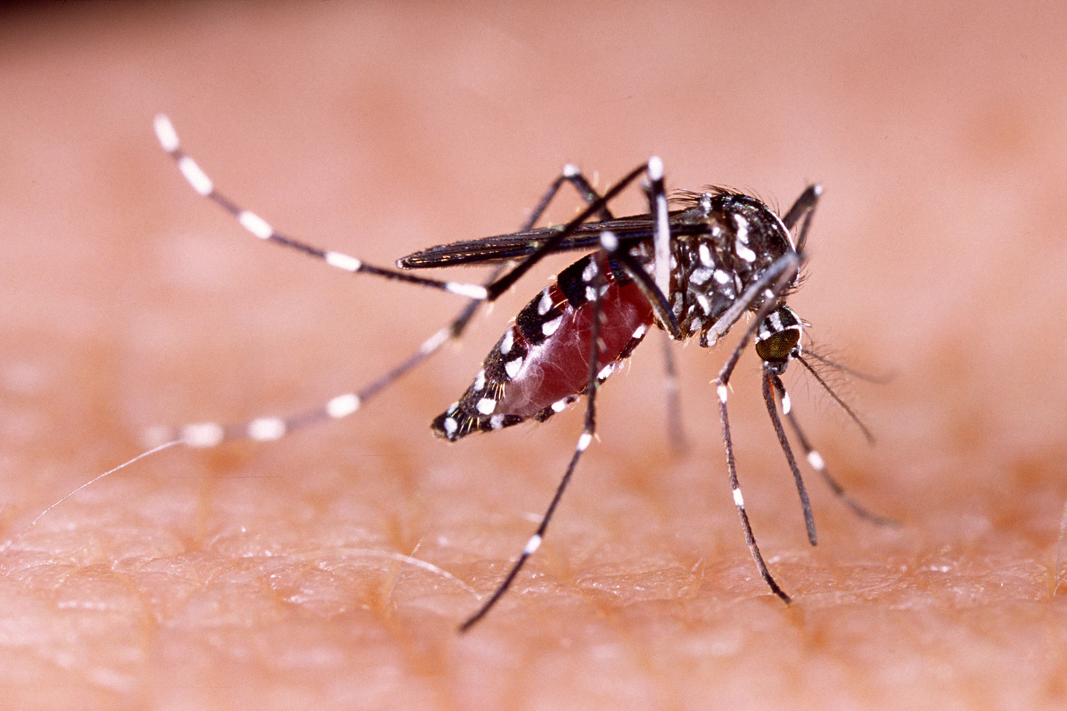 24 patches anti-moustiques Animaux - Squitos