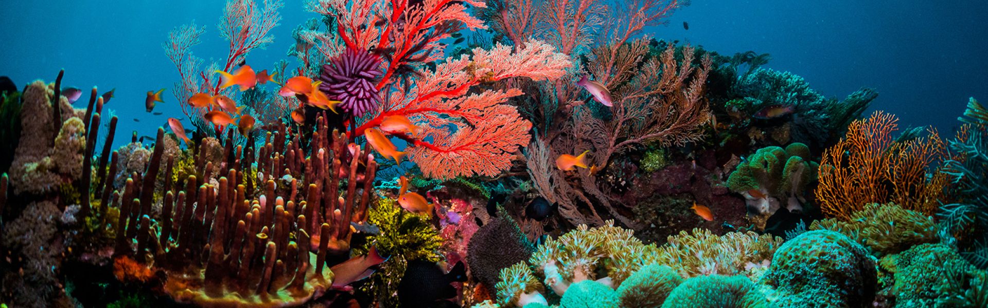 Coral reefs in the French overseas territories: the impact of chemicals is  confirmed  Anses - Agence nationale de sécurité sanitaire de  l'alimentation, de l'environnement et du travail