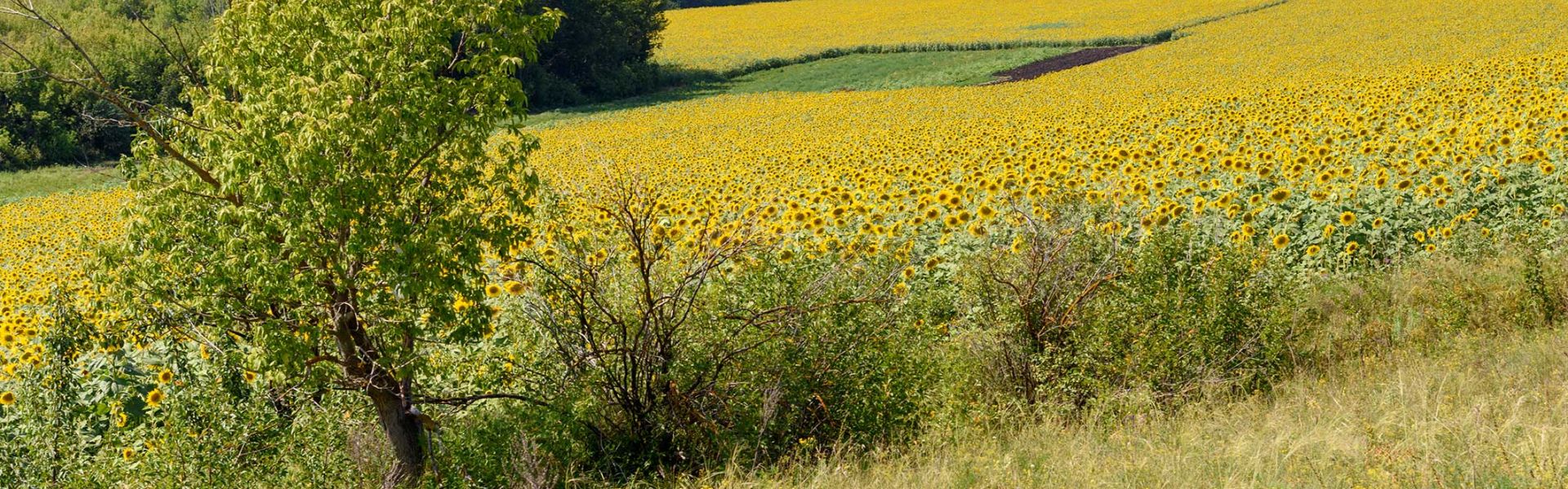 Bordure d'un champs de tournesol