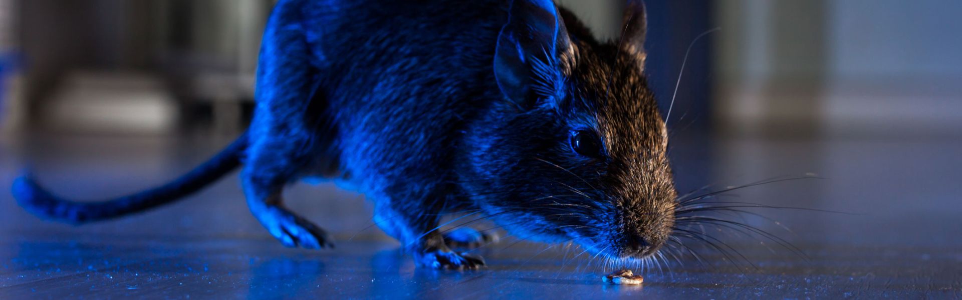 Rat poison: only use products authorised in France  Anses - Agence  nationale de sécurité sanitaire de l'alimentation, de l'environnement et du  travail