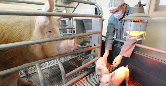 Virus influenza de la grippe du porc : éviter la transmission entre animaux et humains