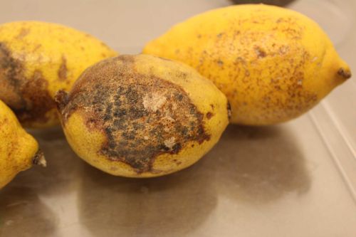 Des citrons contaminés par la maladie des taches noires des agrumes