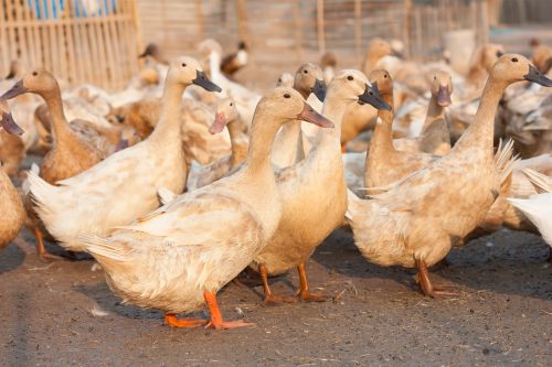 Influenza aviaire : les risques sanitaires actuels pour les animaux et les humains