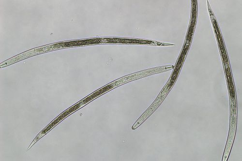 Nématodes à kyste de quarantaine Globodera pallida