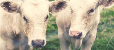 Deux vaches dans un pré