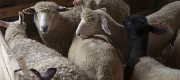 La fièvre Q, une maladie qui peut passer des ruminants à l’être humain