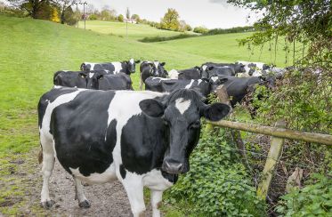  vecteurs dans les élevages bovins 