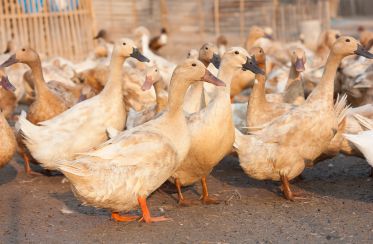 Influenza aviaire : les risques sanitaires actuels pour les animaux et les humains