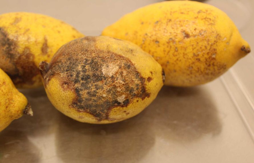 Des citrons contaminés par la maladie des taches noires des agrumes
