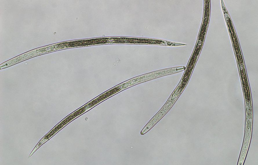 Nématodes à kyste de quarantaine Globodera pallida