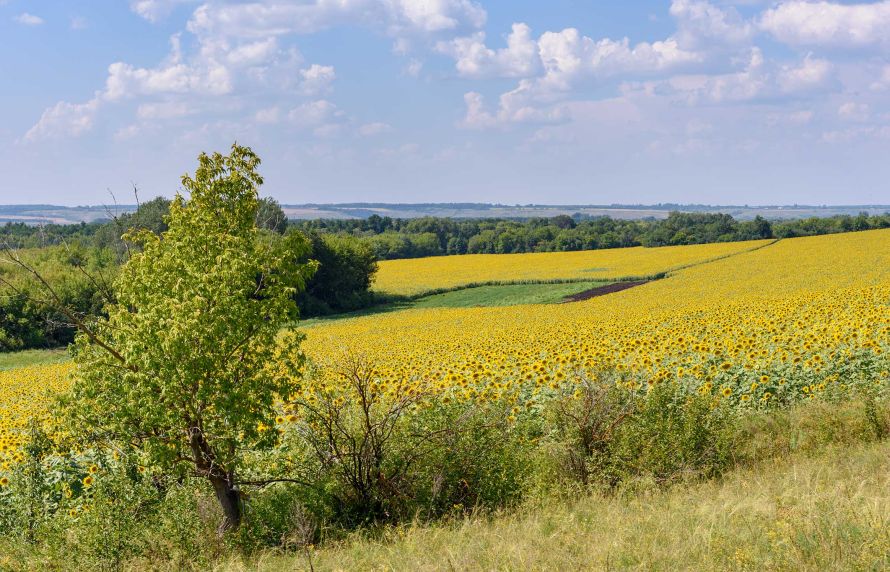 Bordure d'un champs de tournesol