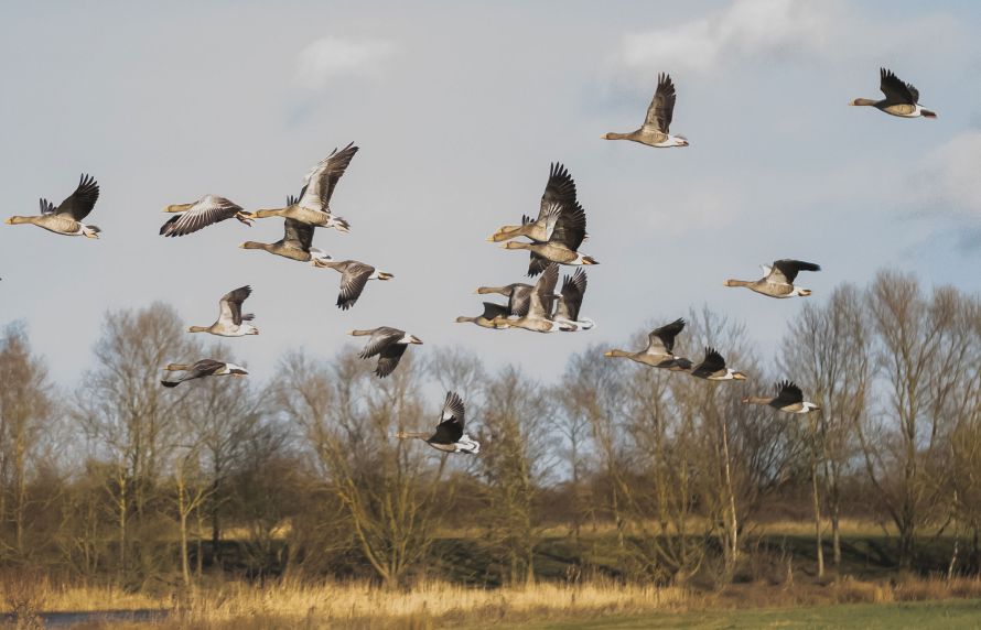 Migration oiseaux sauvages