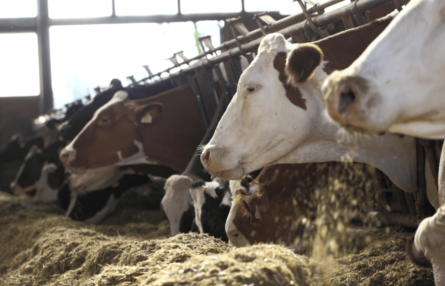 Cas de fièvre aphteuse en Allemagne : le Laboratoire de santé animale de l’Anses pleinement mobilisé